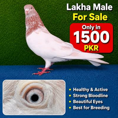 joro waly pigeon / Kabootar | Cage | Pinjra | Jory with cages. . . 1500pr