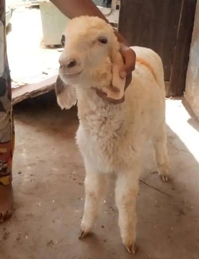 Dumba for sell 3 month WhatsApp o334289764o