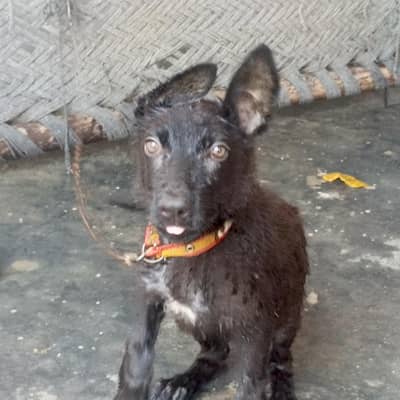 German Shepherd Female