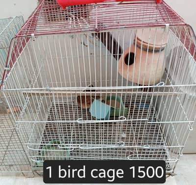 australian birds