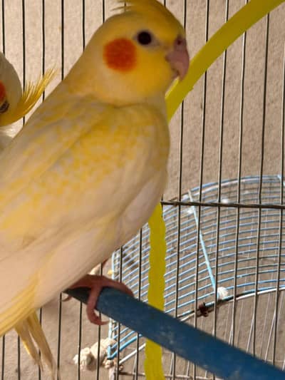 Cocktails Self Chicks