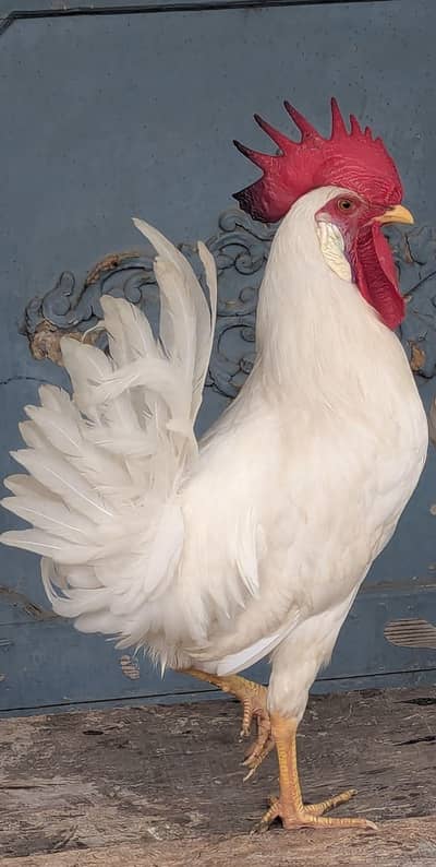 White Murga for sale