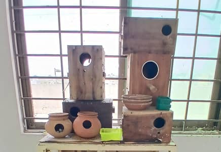 Parrots Setup for Sale (Parrots + Accessories)