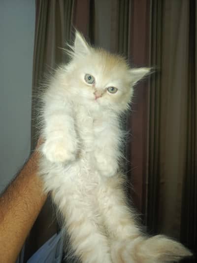 kittens looks new home
