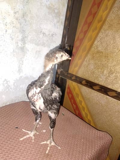 2-Month-Old Aseel Thai Male Chick for Sale