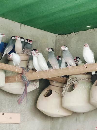 Java breeder All Setup for Sell, Grey, White, Fawn, Silver