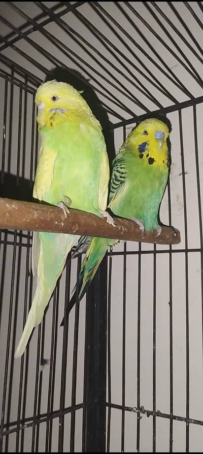 exhibition breeder pair for sale