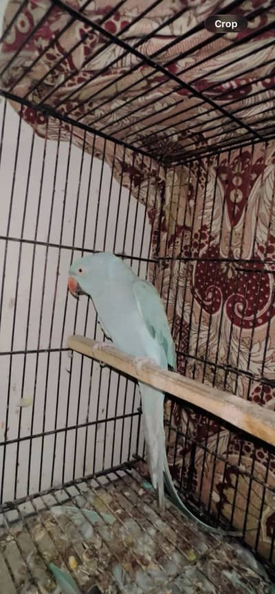 breeder female