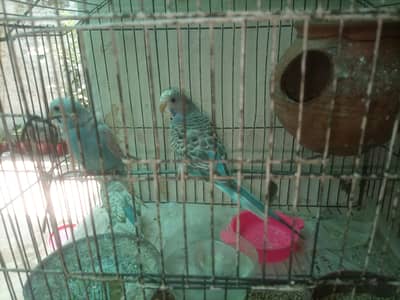 Healthy Australian Budgies + Cage (Without Tray)