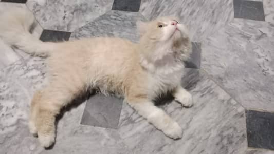 Cute cats reasonable price