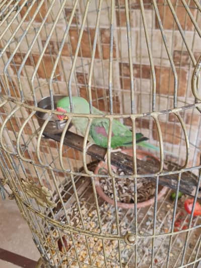 Kashmiri green parrot