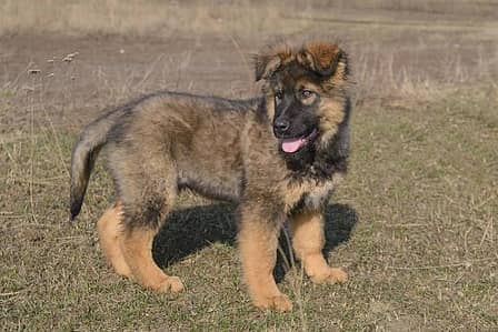 German shepherd+Alsation sable pupps