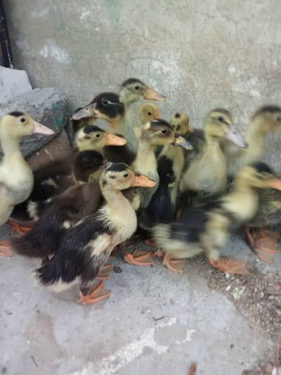 Duck chicks