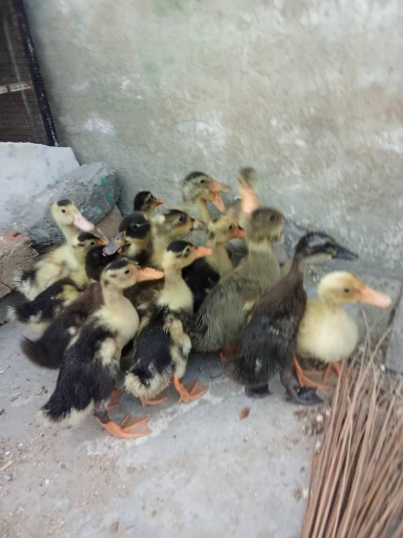 Duck chicks 1