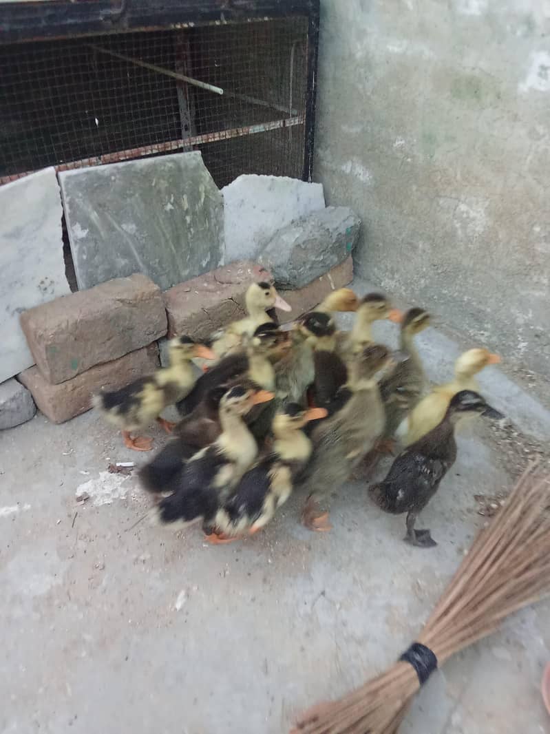 Duck chicks 2
