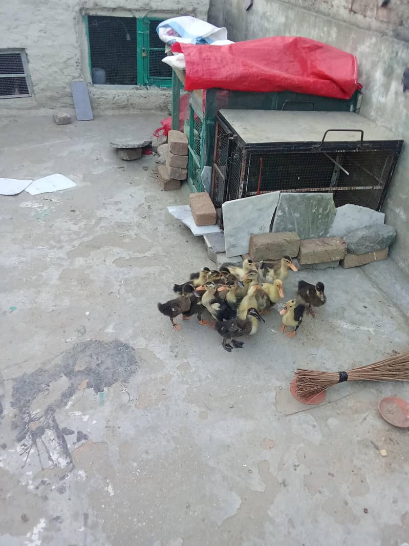 Duck chicks 3
