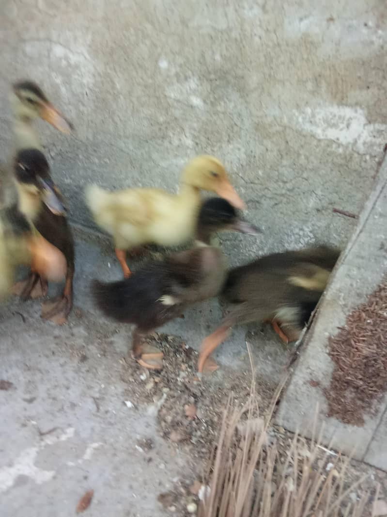 Duck chicks 4