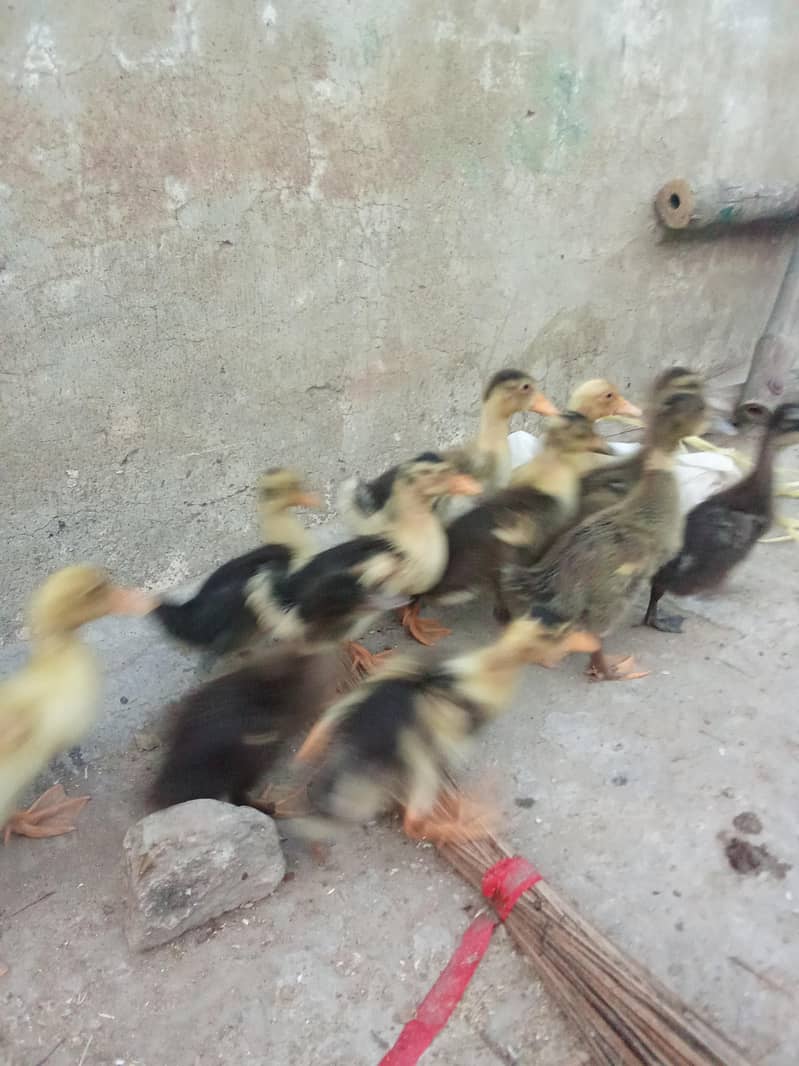 Duck chicks 5
