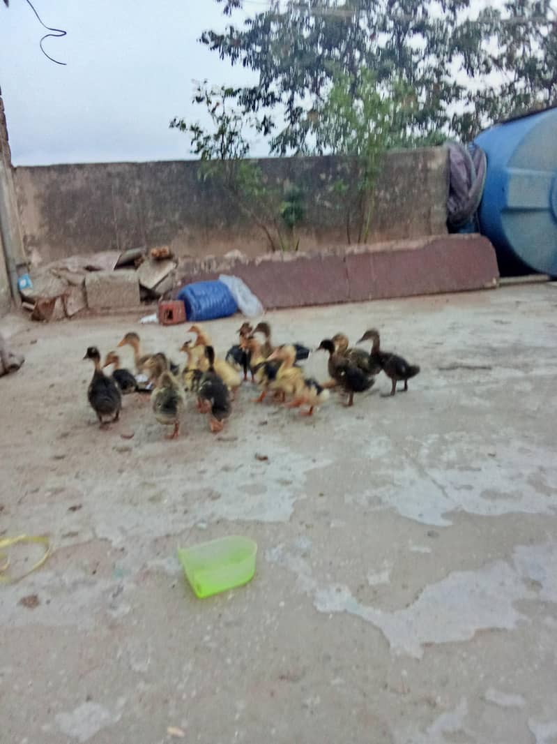 Duck chicks 6