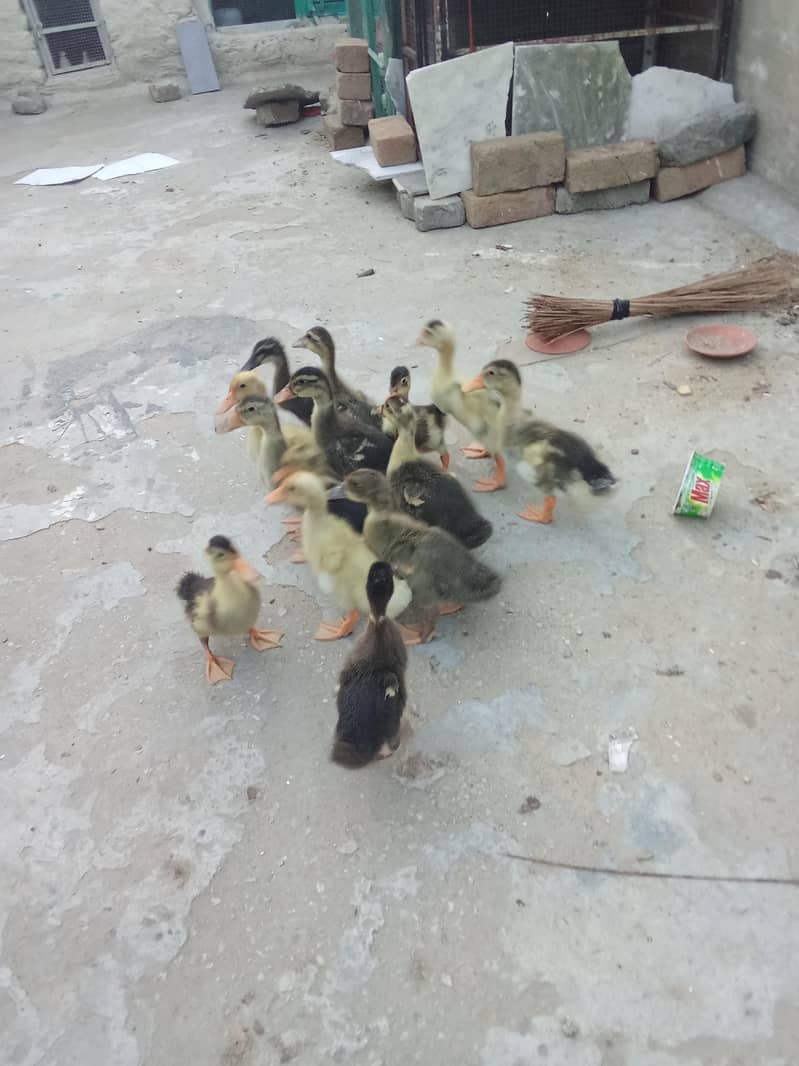 Duck chicks 7