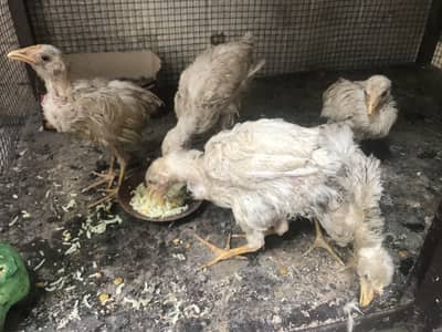 Free  Free 5 farmi chik Age 2 month