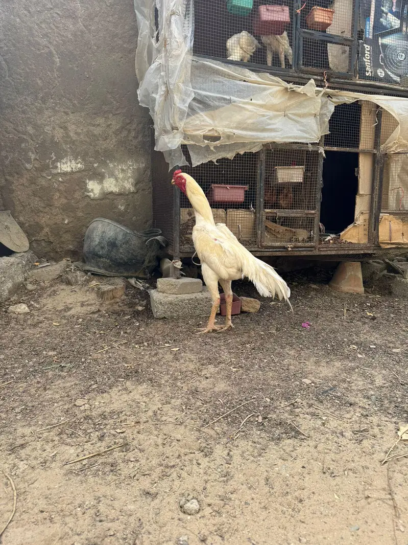 heera shamo — photo 2