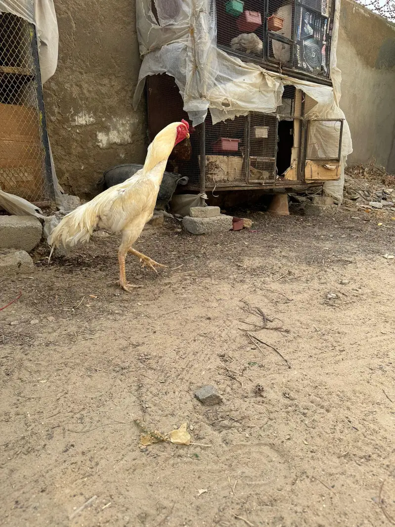heera shamo — photo 5