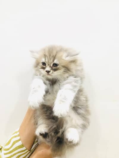 gray Baby cat Female