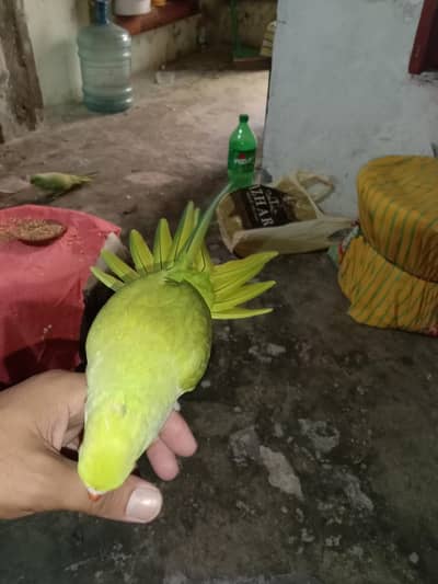 parrots for sell