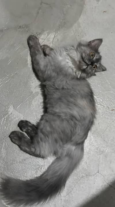 persian kitten for sale