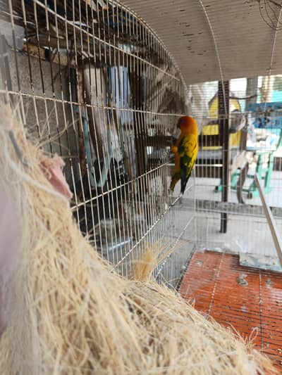 Sunconor Male for sale