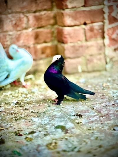 Mukhi female Achi Female ha. . .