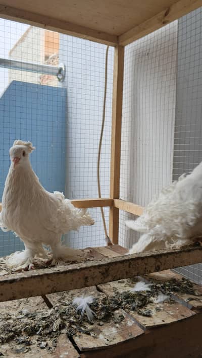 Frill back jumbo size with 2 chick's