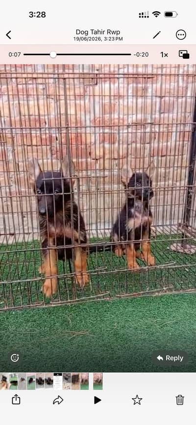 German female puppy