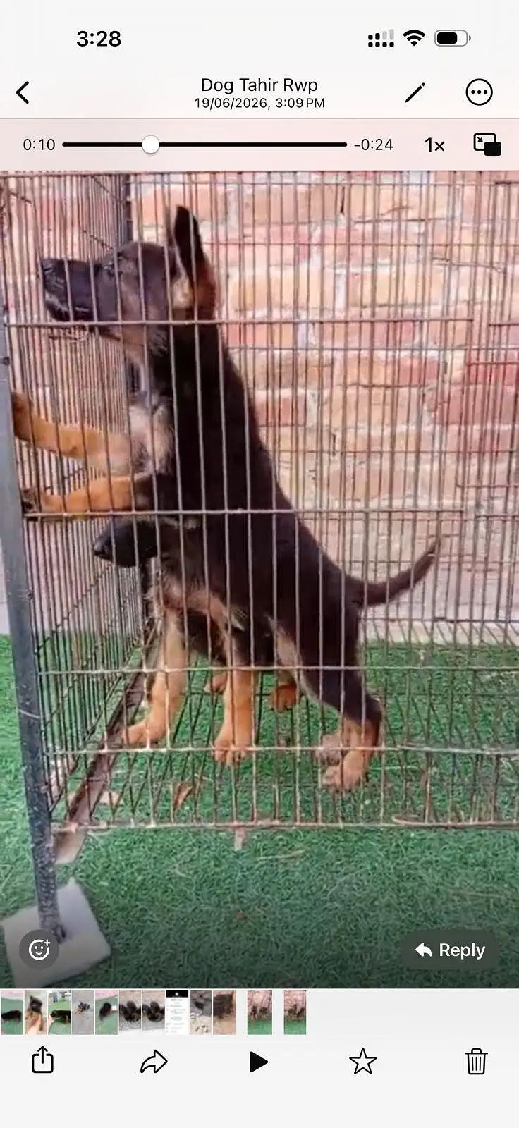 German female puppy — photo 2