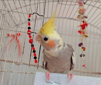 Cockatiel with cage and toys