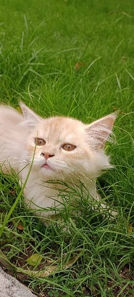 Persian cat