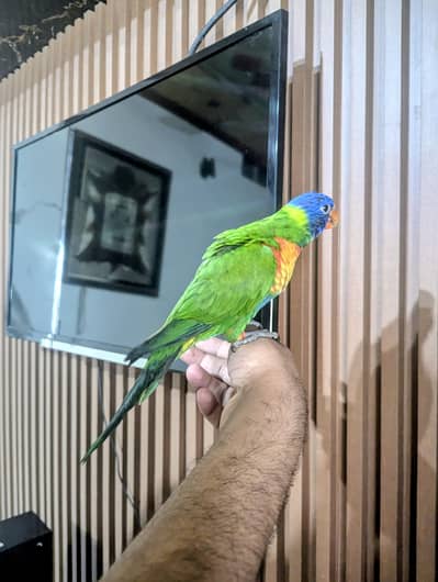 Beautiful Tame lorry healthy Active All ok  (03204402055)