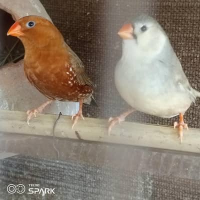 full oringe pair for sale ready to bread