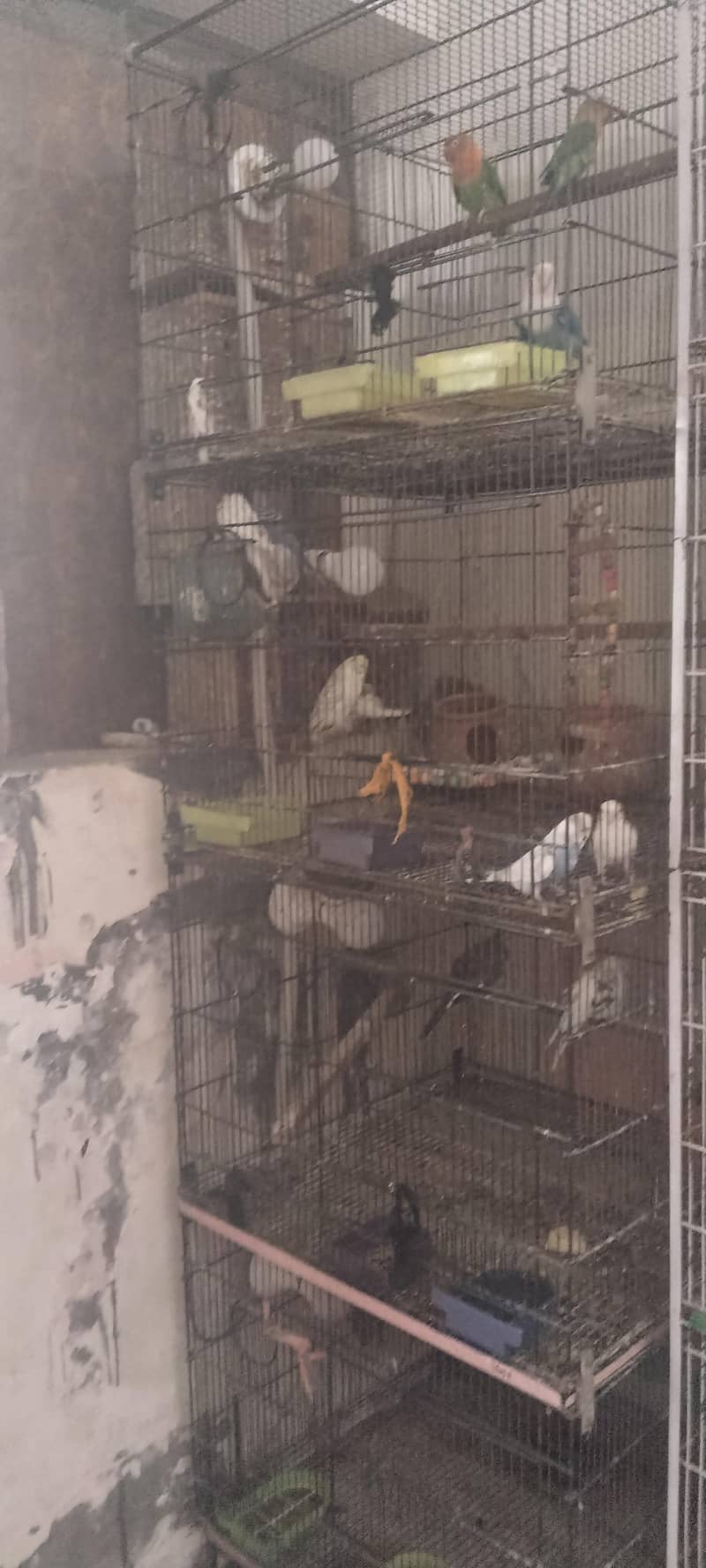 cage 4 portion 0