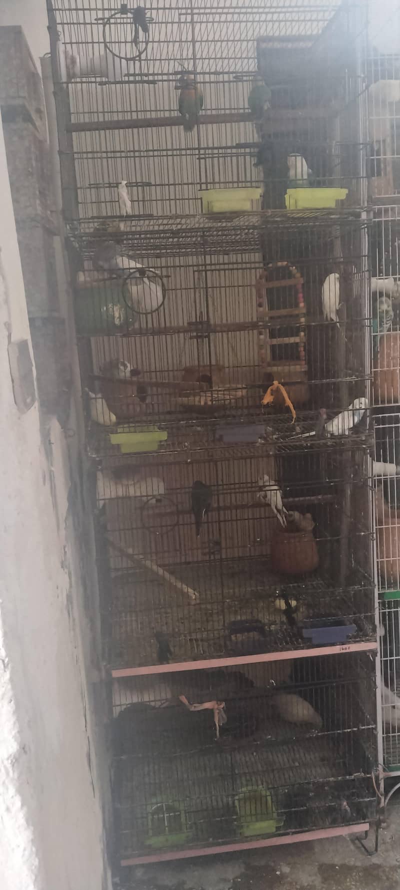 cage 4 portion 1