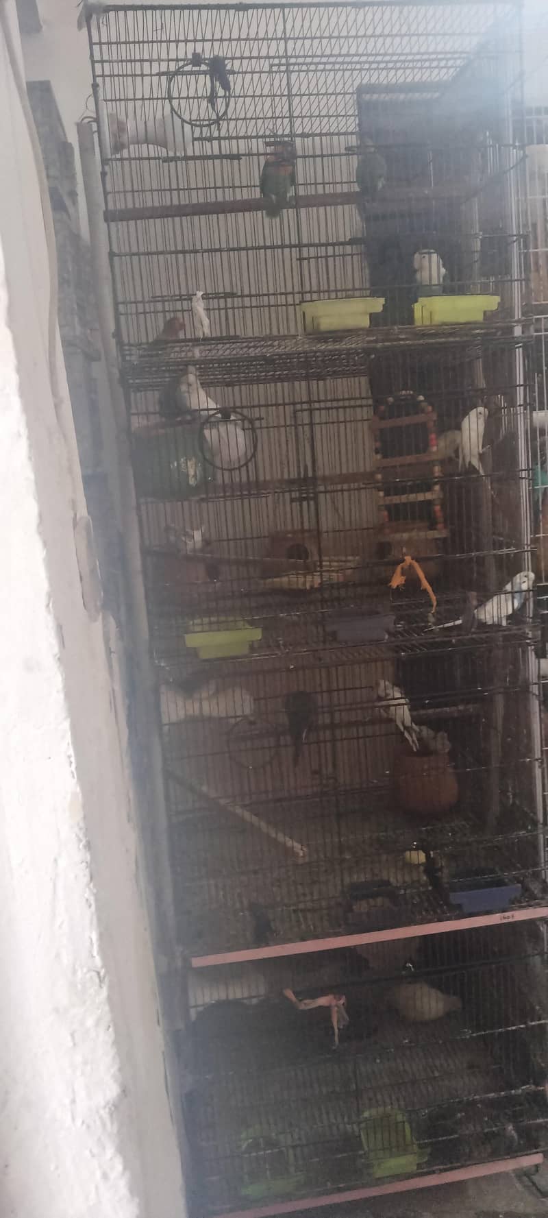 cage 4 portion 2