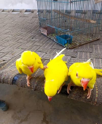 yellow ringneck chicks