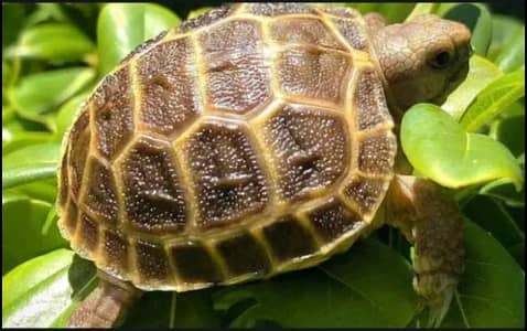 Russian tortoises