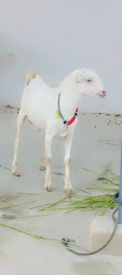 2 Teddy Male 3 Female kamori Urgent Sale