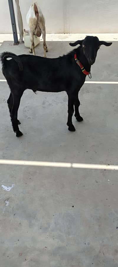 1 Teddy Male 1 Female kamori Urgent Sale
