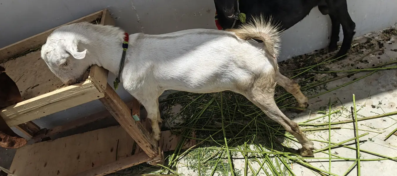 2 Teddy Male 3 Female kamori Urgent Sale — photo 8