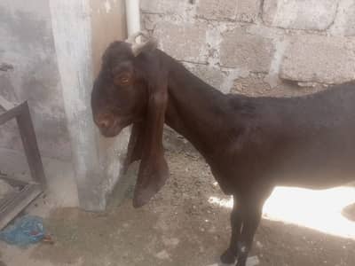 Pure kamori Bakri