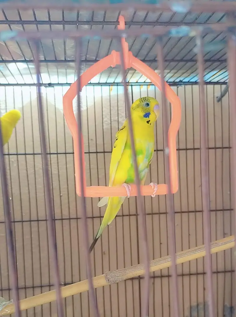 Healthy Australian Budgies- Active Budgies