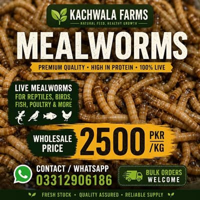 Premium Quality Live and Dried Mealworms